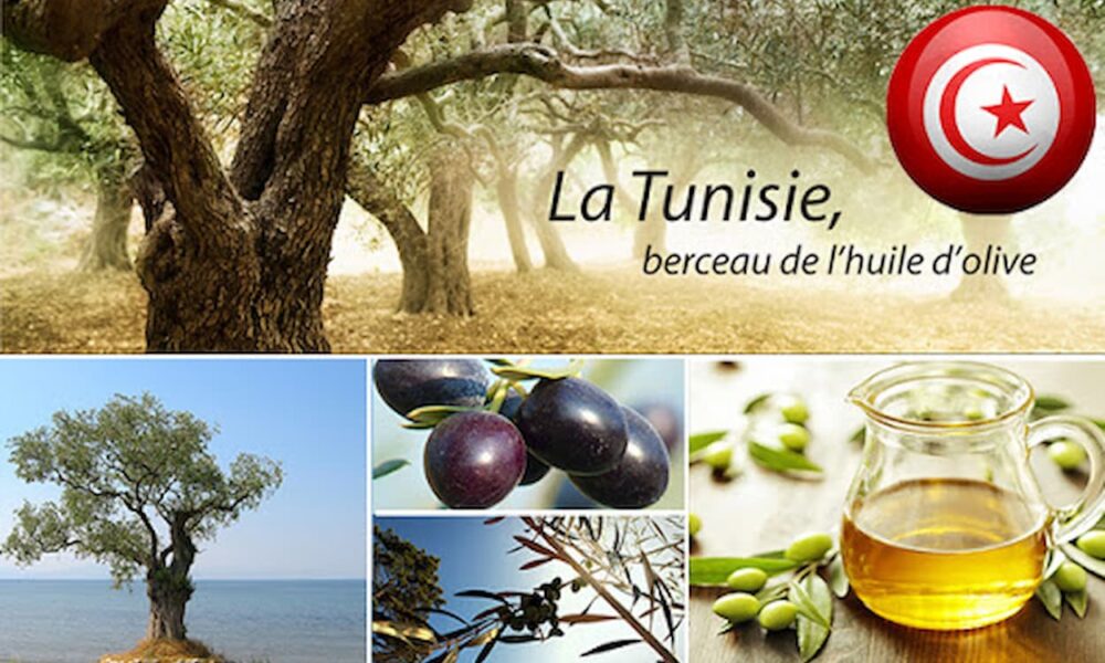 Olive Oil Exports Reach $4B in 7 Months, $1.2B More but with a Catch